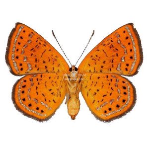 CALEPHELIS RAWSONI CALEPHELIS RAWSONI